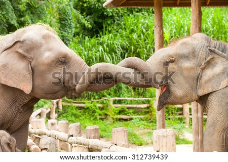 Elephants were kissing represents love and compassion for one another.
