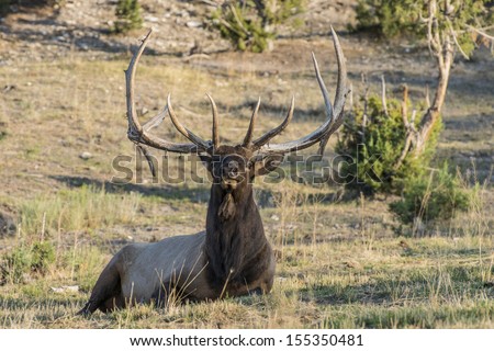 Bull Elk laying down just before sunset