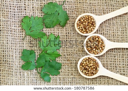Coriander seeds on wooden spoons and coriander leaves