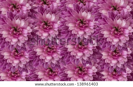Purple Chrysanthemum Flowers Background