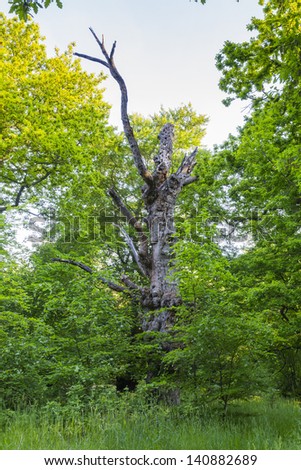 Old Dead Tree trunk among new vibrant Beech trees