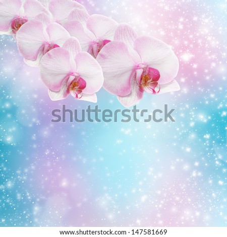 Beautiful pink orchid branch on an abstract background of a delicate