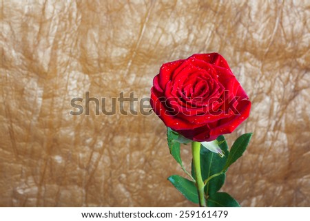 Beautiful red rose with green leaves isolated on gold crushed background