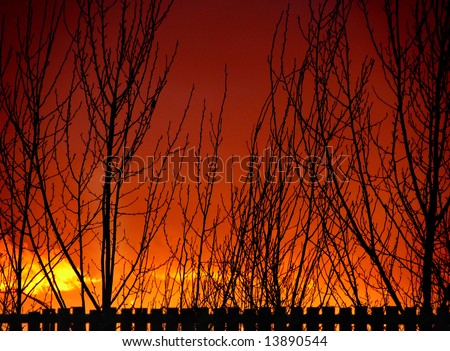 Sunset Fence and Tree Silhouettes set against a bright orange sky.