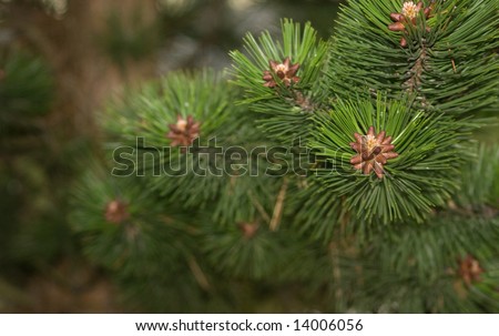 Baby Pine Cones v2 shows the details of pine needles and would work great as part of a holiday or Christmas theme.
