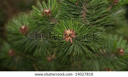 Baby Pine Cones v1 shows the details of pine needles and would work great as part of a holiday or Christmas theme.