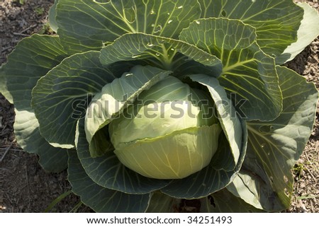 Head of Cabbage growing in a field in Washington State.