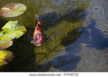 Orange Koi Fish also know as Goldfish coming to the surface with mouth wide open in the pond.