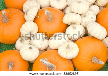 Orange and White Pumpkins Fall or Autumn Background