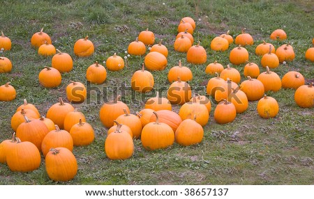 Orange Pumpkins in a Field Background during Fall or Autumn