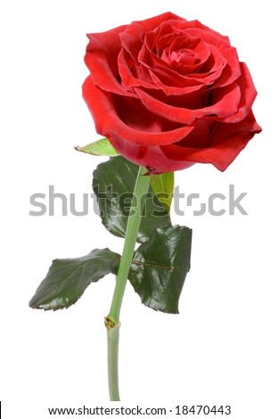 stock photo : Single Red Rose