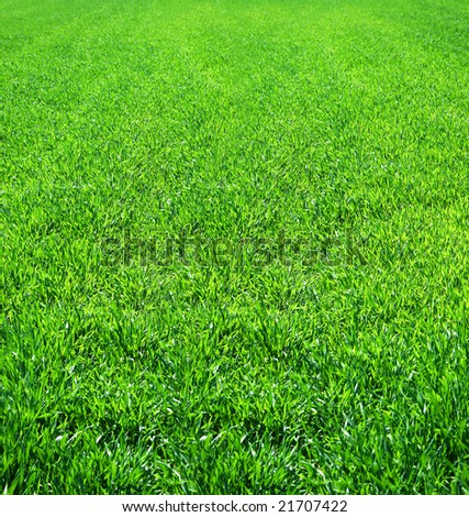 Great image of a nice green field of grass