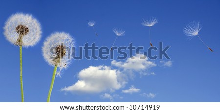 Dandelion seeds flying in the blue sky