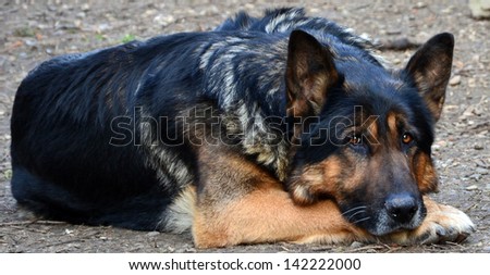 Sad, old German Shepherd, lying down