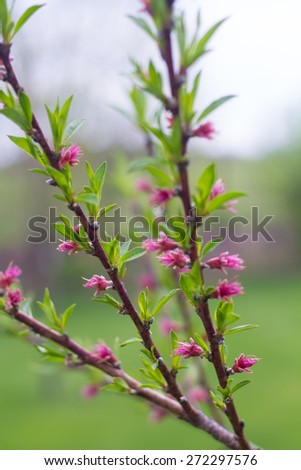 Blooming peach fruit tree branches in the spring.