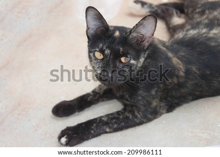 Black cat with eye problems. A cat of many colors