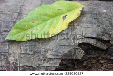 Background bark leaf green mango leaves.