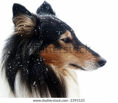 Collie Tri Color