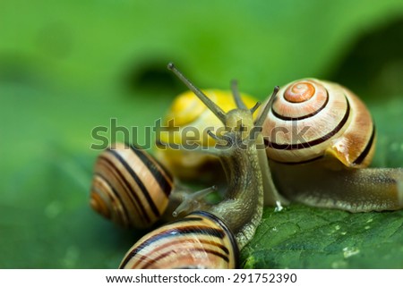 Group snails in tight connection