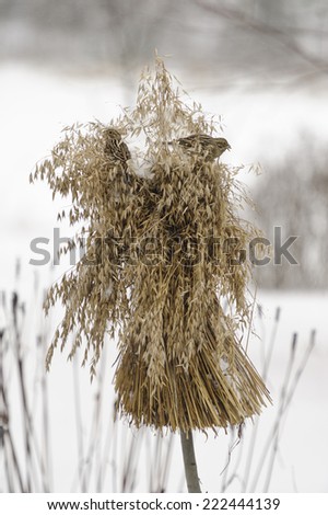 Birds feed on oats in an oat sheaf in winter. Putting out oat sheaves is a  Nordic tradition that helps birds to survive the winter.