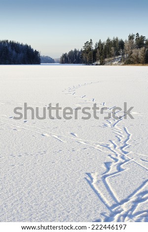 Frozen lake bordered by forest. Ski tracks in the sparkling snow. Blue sky. Winter light.