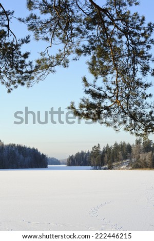 Frozen lake bordered by forest. Ski tracks in the sparkling snow. Blue sky. Winter light. Pine branch