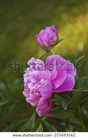 Peony flowers in the garden. Early morning ray of sunshine in background. Short depth of field