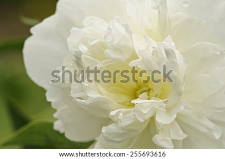 Close up of white peony blossom. Abstract. Narrow depth of field