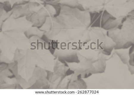 Blurred monochrome autumn maple leaves on the ground. Designed to work with text overlays including the text colour white. Artistic intent with filters and desaturation.