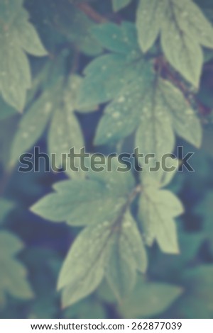 Blurred background of hanging leaves. Designed to work with text overlays including the text colour white. Artistic intent with filters and desaturation.