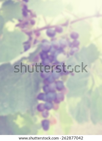Blurred background of a bunch of ripe purple hanging grapes. Designed to work with text overlays including the text colour white. Artistic intent with filters and desaturation.