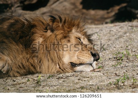 The lion sleeps in the afternoon sun