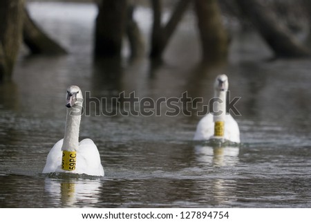 Two swans swim on the lake