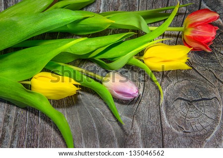 Tulips of different colors on wood