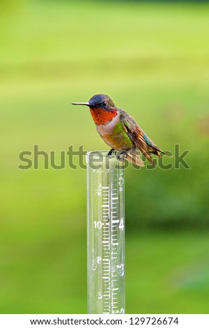 Male Rudy-Throated Hummingbird sitting on rain  gauge.