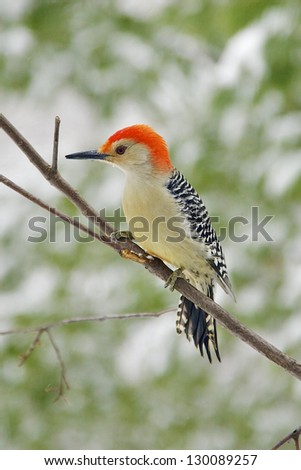Red-Bellied Woodpecker sitting on branch.
