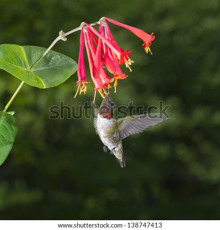Male Ruby-Throated Hummingbird