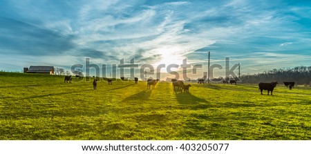 Morning Sunrise with Cows