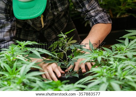 a farmer puts his marijuana plant into soil