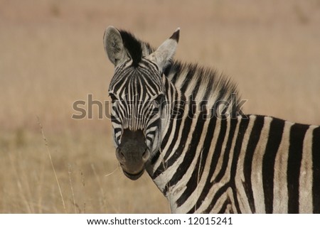 Young Zebra in the field in South Africa.