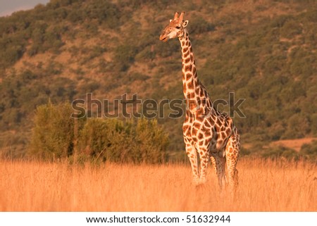 Giraffe in the field, late afternoon in Africa.