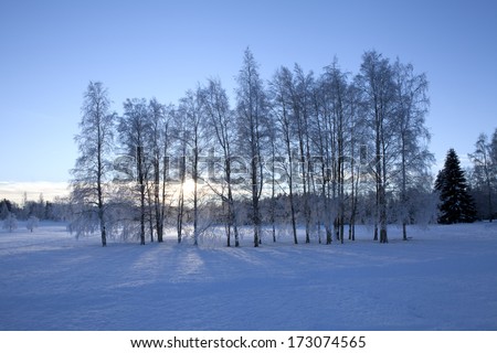 Grove of trees a midwinter day under very cold circumstances. Snow and birches. Noon in the Nordic region.