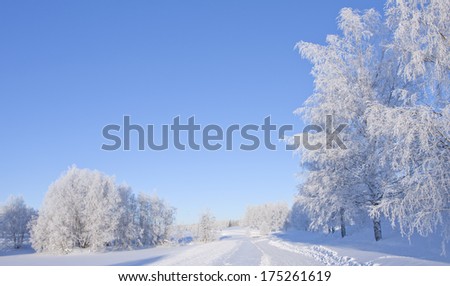 Grove of trees on a snowy meadow. A path leads forward.