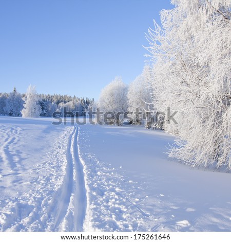Sunny and cold winter day with rime on the trees. Cross country tracks.