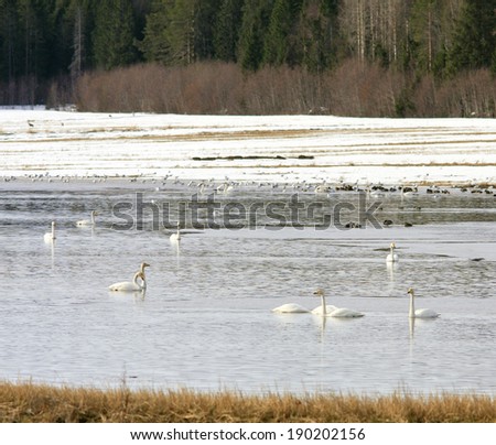Cygnus cygnus, whooper swan in rest in a pond on a field. Snow all around, mid April.