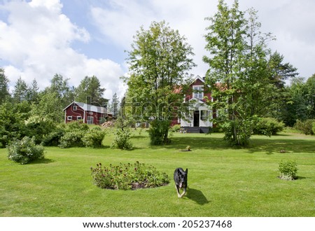 Summer in the Nordic countryside. Green garden and a red wooden house in summertime. Dog and plants on the lawn.