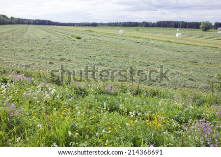 Farm and farmland in the Nordic area. Agriculture surrounded by forests. Plastic wrapped white bales on the ground.