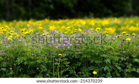 Woodland geranium and dandelion in HDR-toning. Purple and yellow flowers.