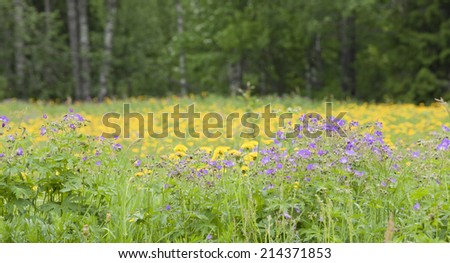 Woodland geranium and dandelion in a meadow. Purple and yellow flowers.