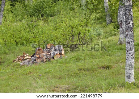 Firewood stack on the ground. Birches, bushes and green vegetation in June.